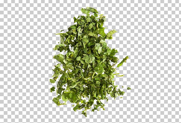 Parsley PNG, Clipart, Herb, Leaf, Leaf Vegetable, Parsley, Vegetable Free PNG Download