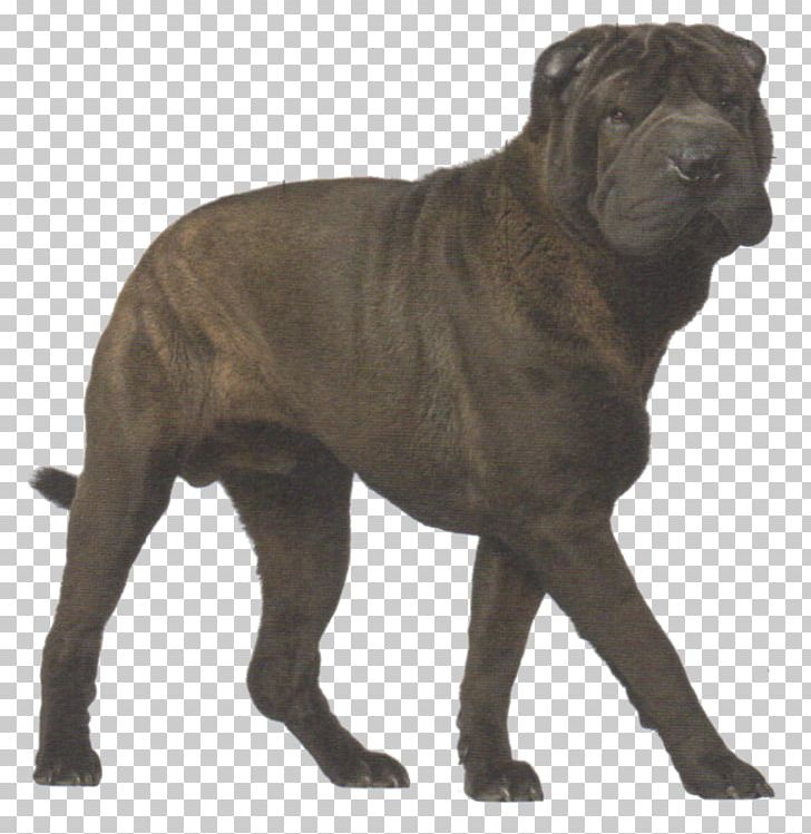 Dog Breed Cane Corso Shar Pei Rottweiler Thai Ridgeback PNG, Clipart, Breed, Breed Group Dog, Cane Corso, Carnivoran, Collar Free PNG Download