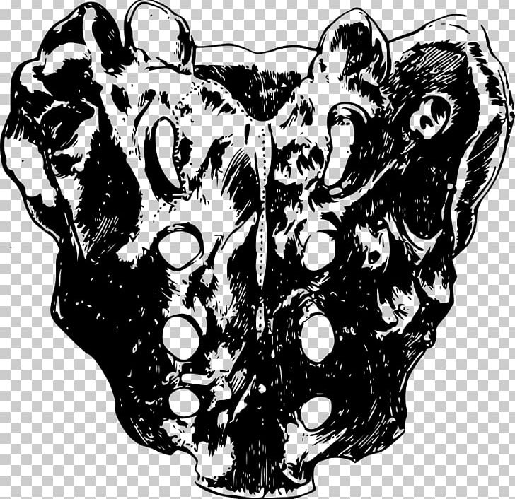 Iliopectineal Line Skull Sacrum Pelvis Bone PNG, Clipart, Anatomy, Art, Black And White, Bone, Drawing Free PNG Download