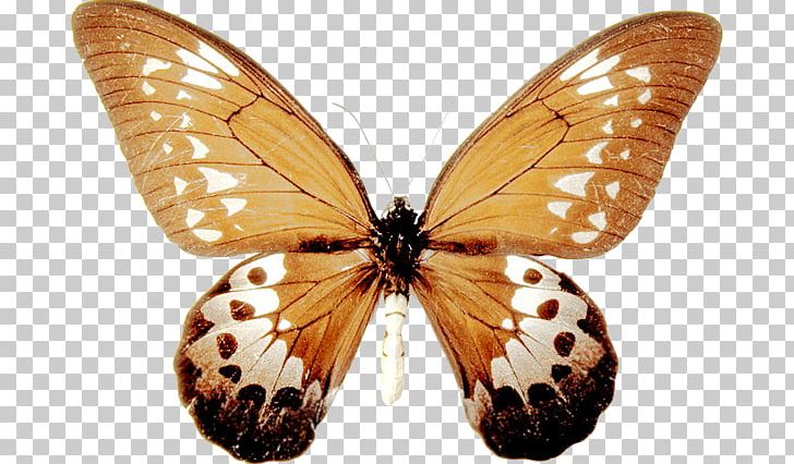 Monarch Butterfly Pieridae Gossamer-winged Butterflies Moth PNG, Clipart, Arthropod, Brush Footed Butterfly, Butterflies And Moths, Butterfly, Insect Free PNG Download