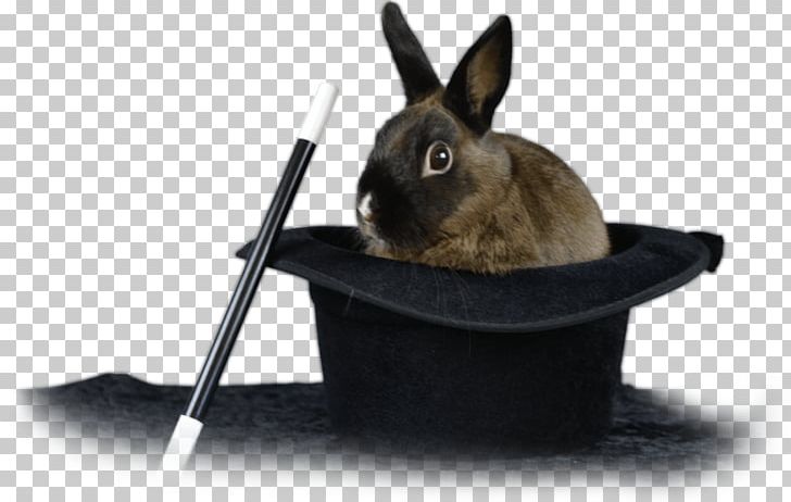 Mr Wiz The Magician Domestic Rabbit Orlando PNG, Clipart, Birthday, Central Florida, Child, Domestic Rabbit, Florida Free PNG Download