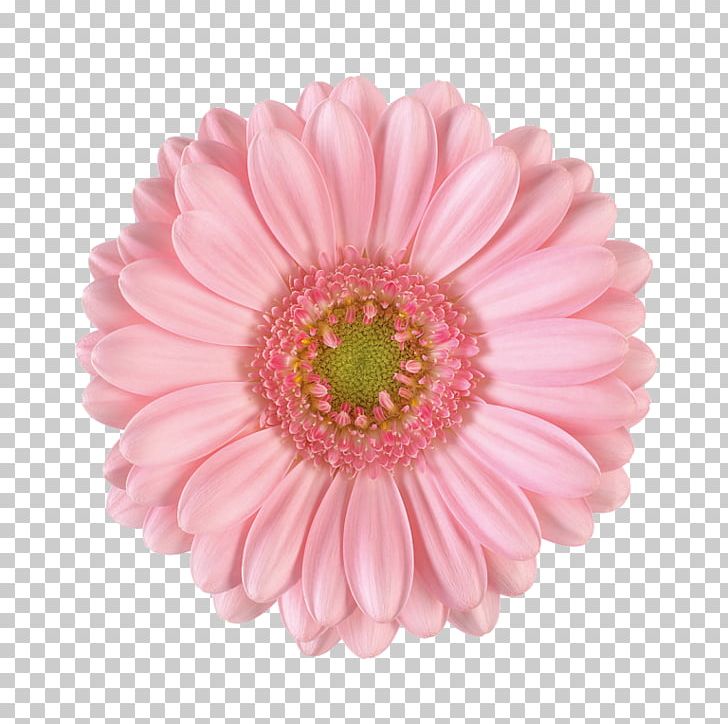 Transvaal Daisy Flower Bouquet Floristry Shop PNG, Clipart, Assortment Strategies, Asterales, Bride, Carnation, Chrysanths Free PNG Download