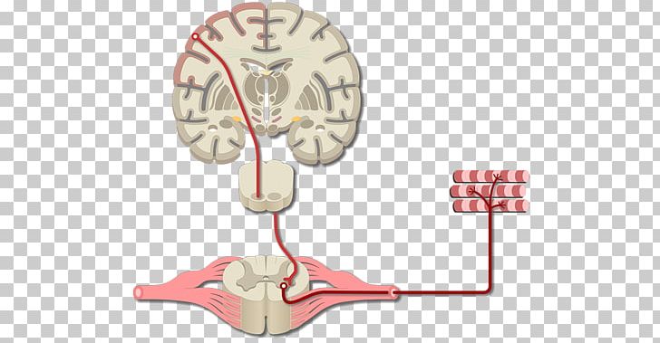 Brain Primary Motor Cortex Cerebral Cortex Primary Somatosensory Cortex PNG, Clipart, Action Potential, Angle, Auditory Cortex, Brain, Cerebral Cortex Free PNG Download