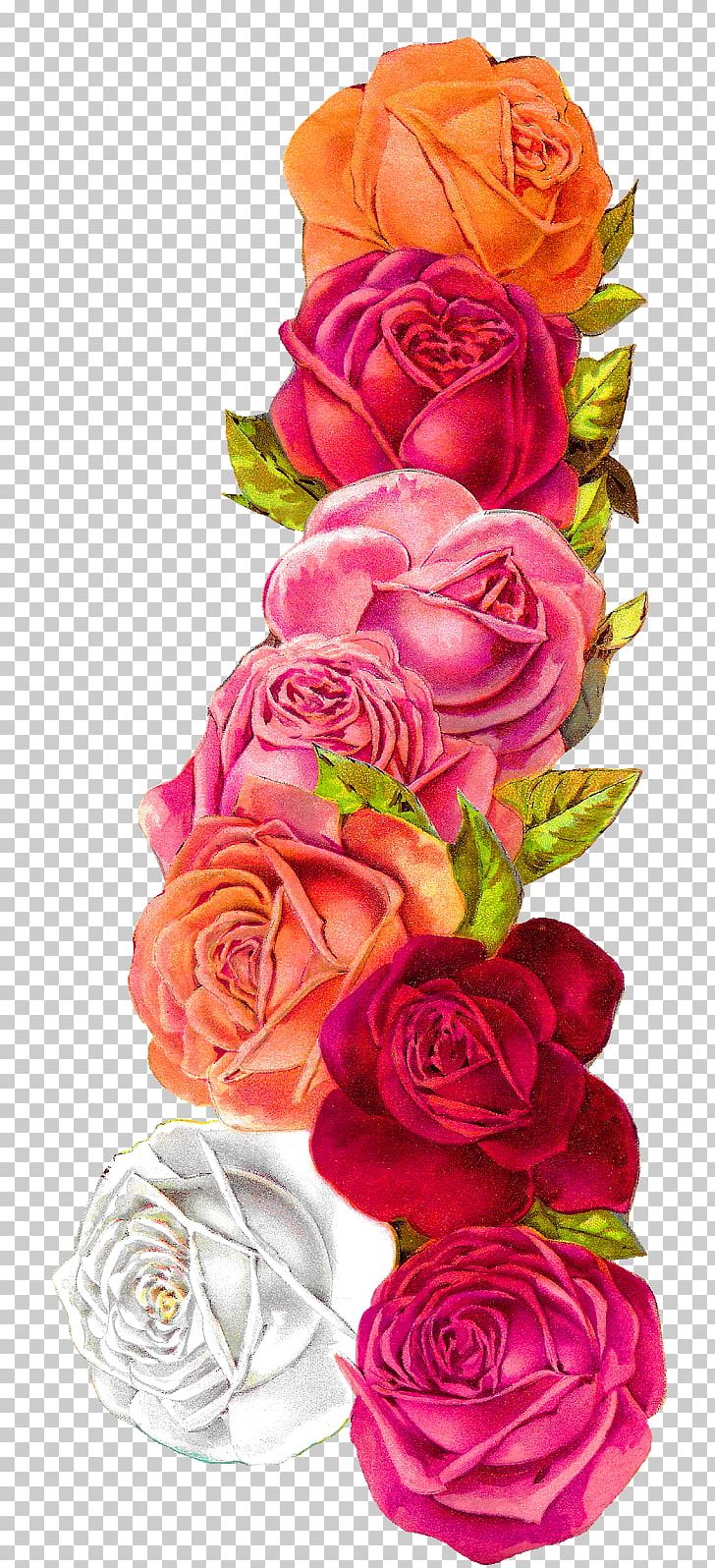 Garden Roses Cabbage Rose Floral Design Shabby Chic PNG, Clipart, Artificial Flower, Border, Decorative Arts, Downloads, Floral Design Free PNG Download