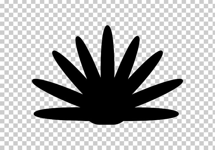 Mexico Plant Computer Icons Tequila Agave Azul PNG, Clipart, Agave, Agave Azul, Black And White, Computer Icons, Download Free PNG Download