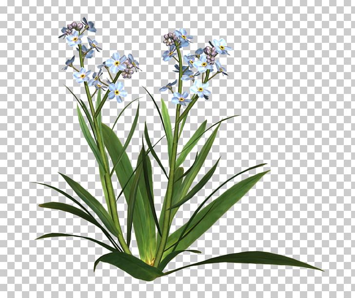 Wildflower Plant Tree Leaf PNG, Clipart, 2016, August, Flora, Flower, Flower Garden Free PNG Download