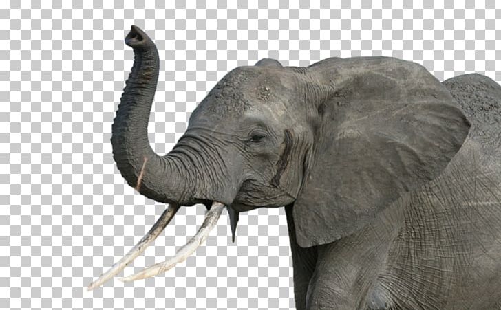African Elephant Rhinoceros Poaching Addo Elephant National Park PNG, Clipart, African Elephant, Animals, Biggame Hunting, Chemistry, Elephant Free PNG Download