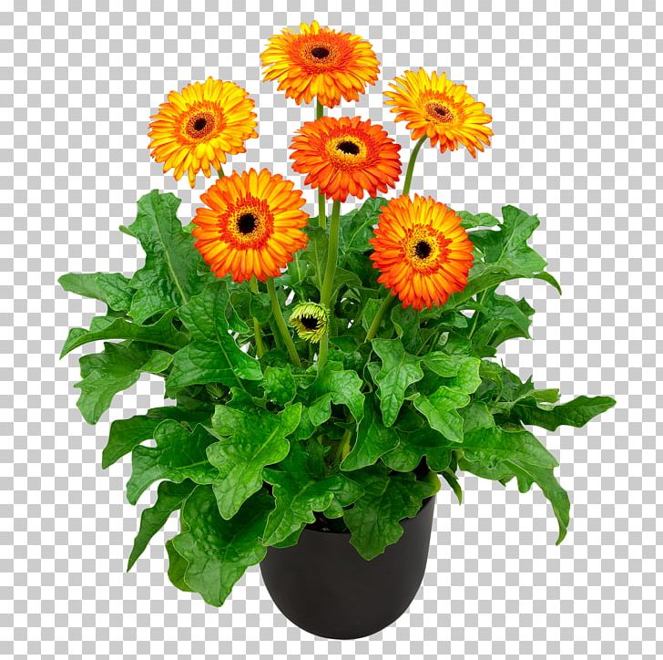 Cut Flowers Ranunculus Asiaticus Floristry Dehner PNG, Clipart, Annual Plant, Buttercup, Chrysanthemum, Chrysanths, Cut Flowers Free PNG Download