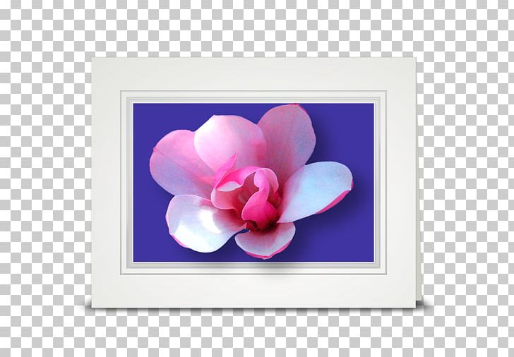 Flower Tulip Petal Violet Pink PNG, Clipart, Cottage, Flower, Flowering Plant, Heart, Holiday Free PNG Download