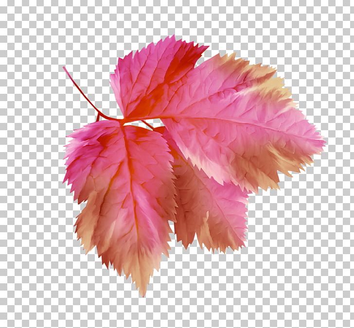 Petal Branch Leaf Tree PNG, Clipart, 15 April, 2017, Branch, Chocolate, Collage Free PNG Download