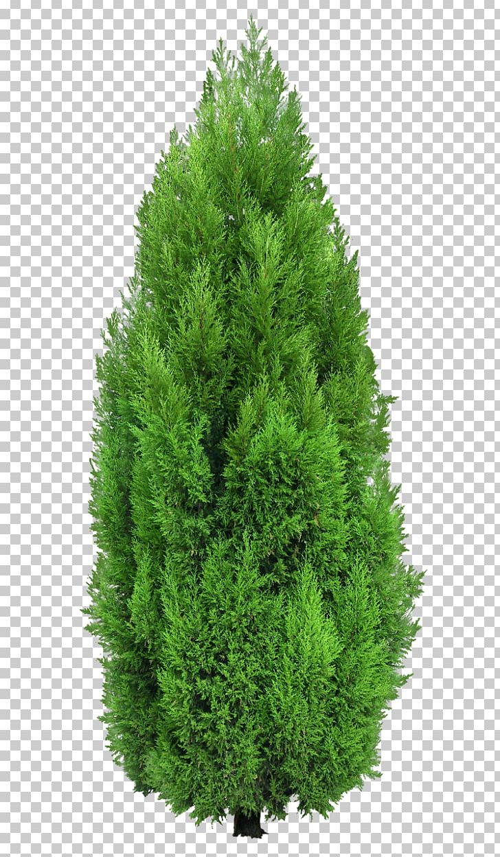 Tree Mediterranean Cypress Hedge PNG, Clipart, Biome, Clipart, Clip Art, Conifer, Conifers Free PNG Download