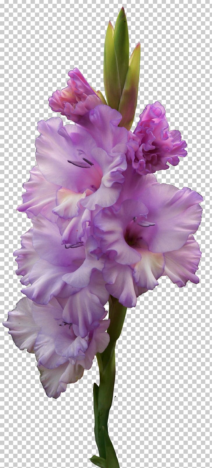 Gladiolus Murielae Flower Bulb PNG, Clipart, Bulb, Color, Corm, Cut Flowers, Digital Image Free PNG Download