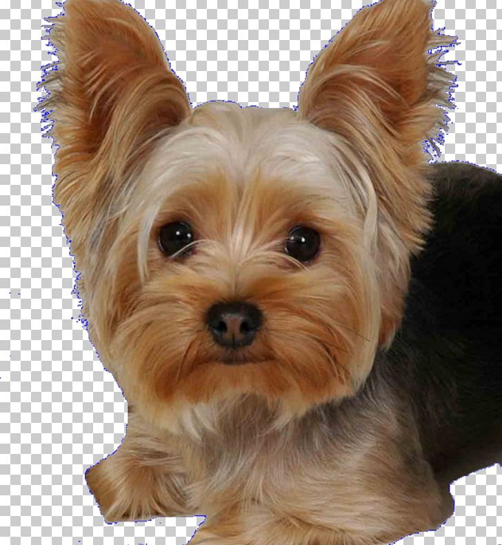 Yorkshire Terrier Estrela Mountain Dog Bulldog Shih Tzu Race PNG, Clipart, Animal, Australian Silky Terrier, Bulldog, Carnivoran, Companion Dog Free PNG Download