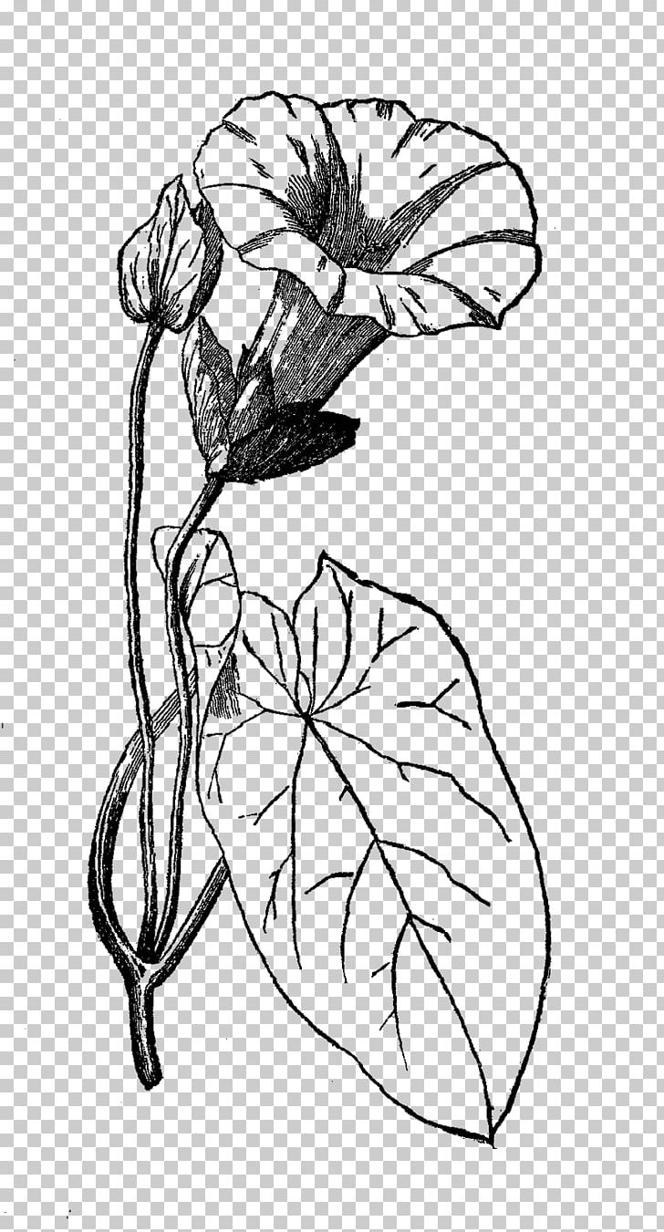 Floral Design Morning Glory Drawing Flower PNG, Clipart, Art, Artwork, Black And White, Botanical, Botanical Art Free PNG Download