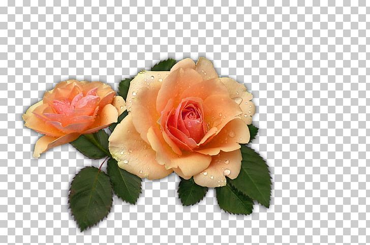 Garden Roses Apricot Fruit Cabbage Rose PNG, Clipart, Apricot, Apricot Flower, Artificial Flower, Cut Flower, Floral Design Free PNG Download