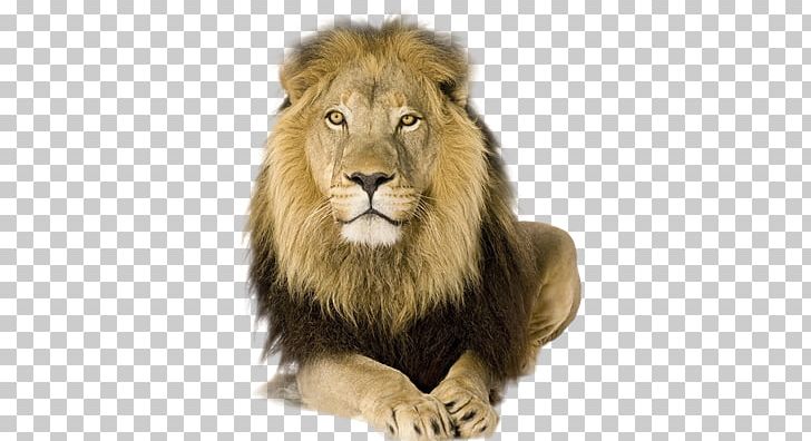 Lion Wall Decal Sticker PNG, Clipart, Animals, Big Cats, Carnivoran, Cat Like Mammal, Decal Free PNG Download