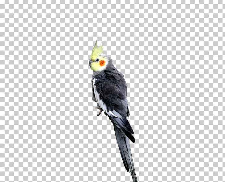 Animals Parakeet Fauna PNG, Clipart, Animals, Beak, Bird, Cockatiel, Cockatoo Free PNG Download