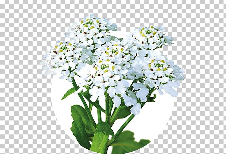 Annual Candytuft Iberogast Therapy Pharmaceutical Drug Health PNG, Clipart, Alyssum, Annual Plant, Borage Family, Candytuft, Cut Flower Free PNG Download