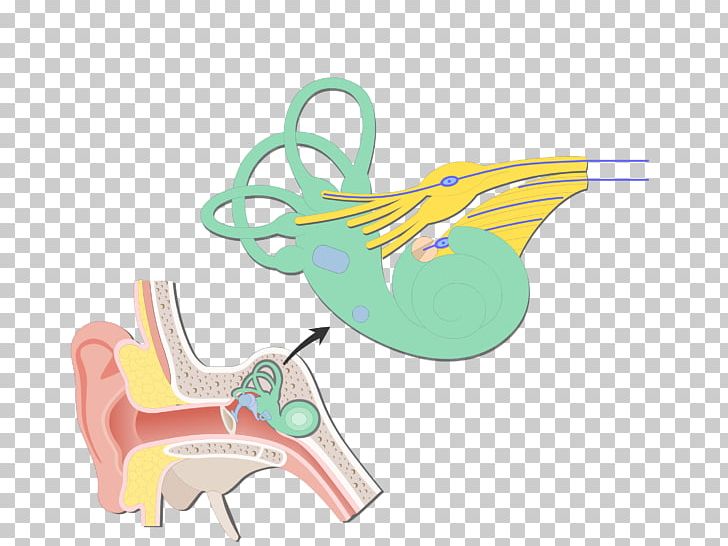 Cochlea Bipolar Neuron Vestibular System Vestibular Nerve Vestibule Of The Ear PNG, Clipart, Bipolar Neuron, Cochlea, Ear, Graphic Design, Hand Free PNG Download