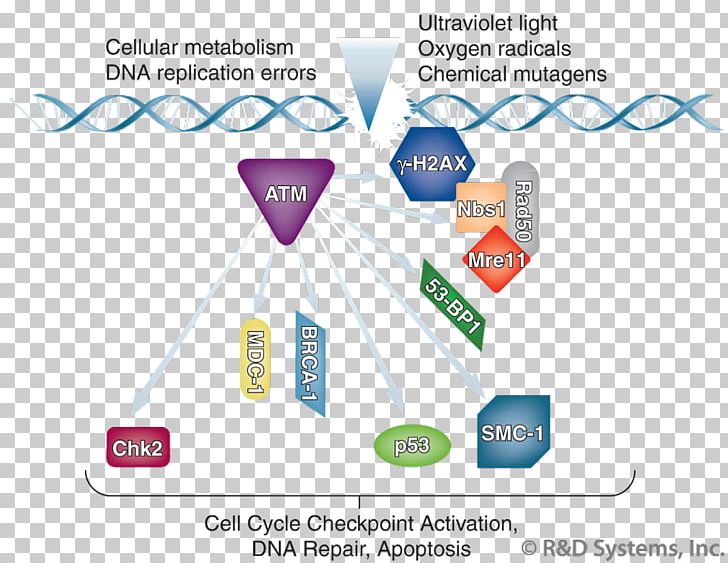 H2AFX Genome Instability Mutation Genomic DNA PNG, Clipart, Area, Brand, Cell, Cell Cycle, Cell Cycle Checkpoint Free PNG Download