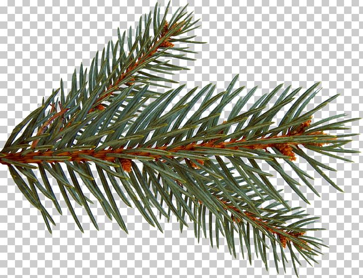 Spruce Painting Photography PNG, Clipart, Art, Branch, Christmas Ornament, Conifer, Drawing Free PNG Download