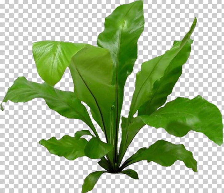Chard Spring Greens Plant Interior Design Services Apartment PNG, Clipart, Apartment, Basil, Chard, Dragonfly, Fern Free PNG Download