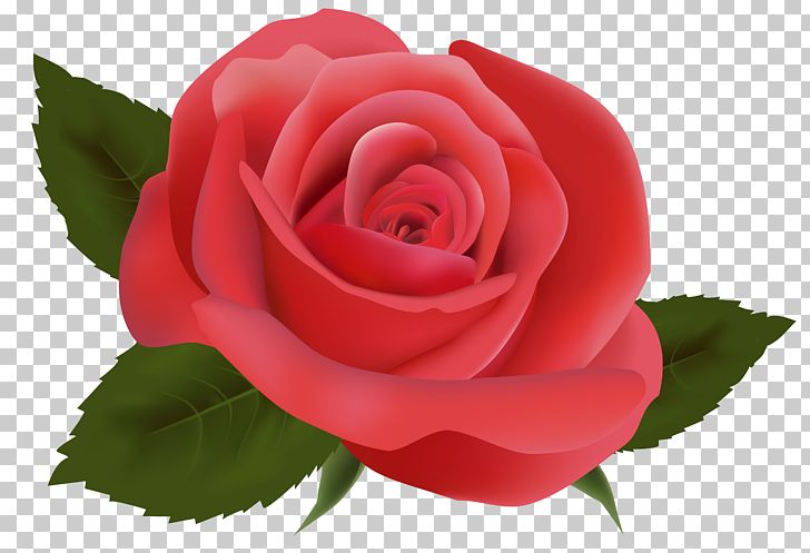 Floral Design Flower PNG, Clipart, Blue Rose, Bud, China Rose, Closeup, Computer Wallpaper Free PNG Download