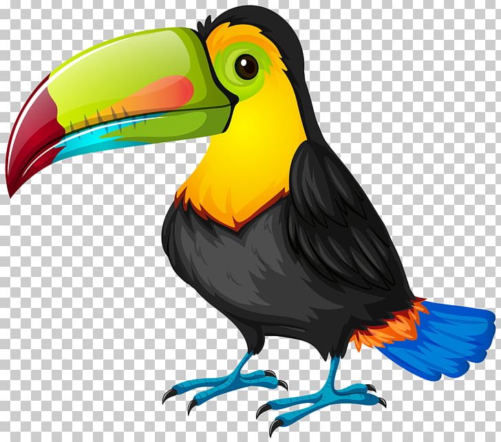 Bird Toucan Parrot Cartoon PNG, Clipart, Beak, Bird, Cartoon, Cartoons,  Clipart Free PNG Download