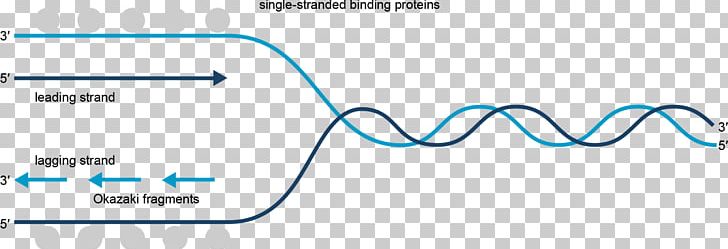 Coding Strand DNA Replication Transcription Biology PNG, Clipart, Angle, Area, Biology, Blue, Coding Strand Free PNG Download