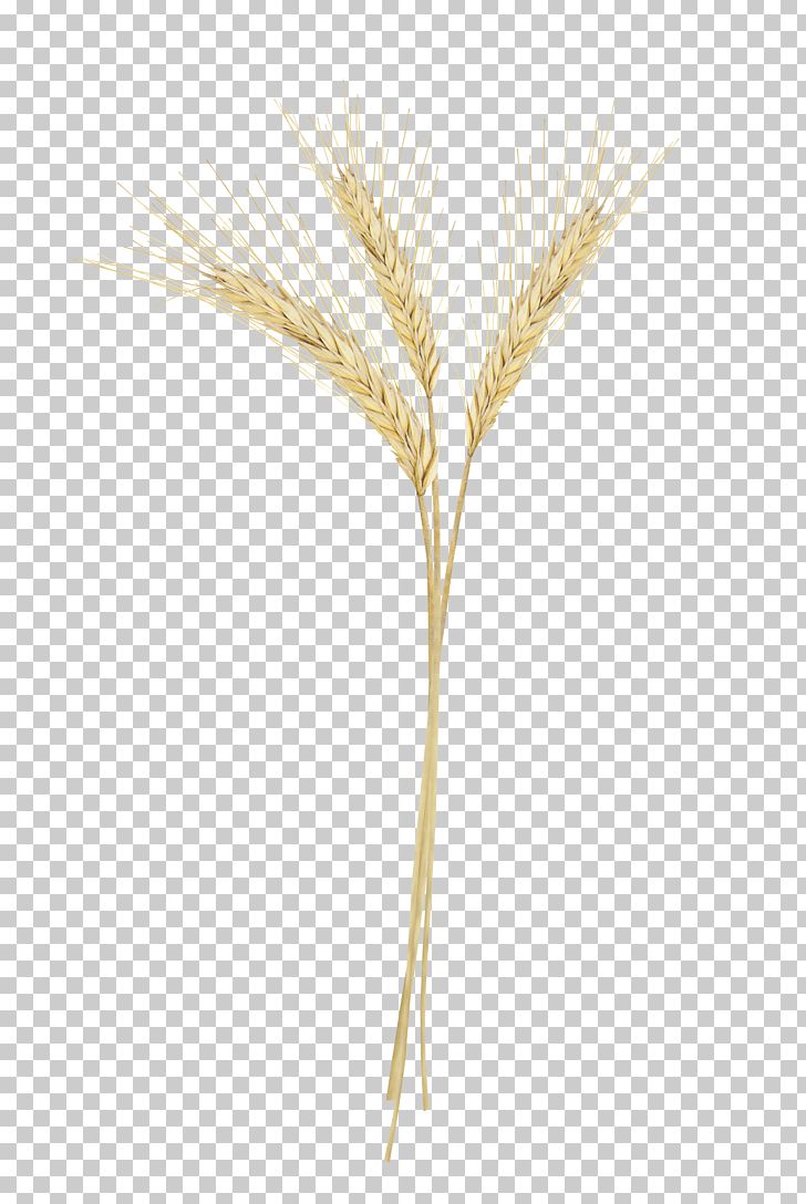 Grasses Family PNG, Clipart, Brown Rice, Commodity, Crop, Decoration, Family Free PNG Download