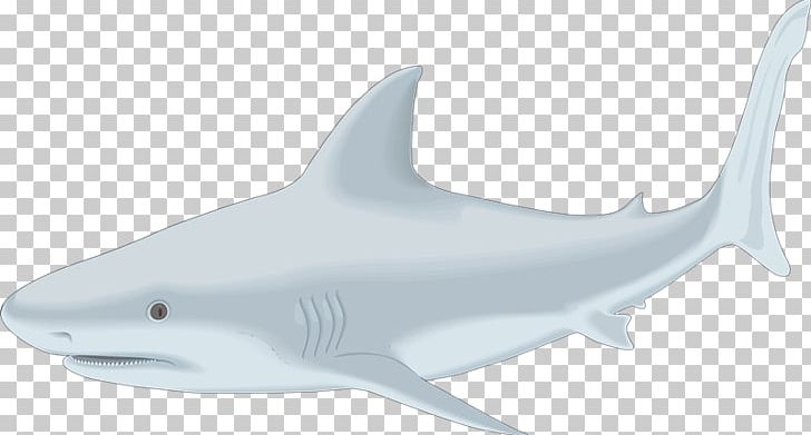Tiger Shark Great White Shark Drawing Bull Shark PNG, Clipart, Animals, Blue Shark, Bull Shark, Cartilaginous Fish, Drawing Free PNG Download