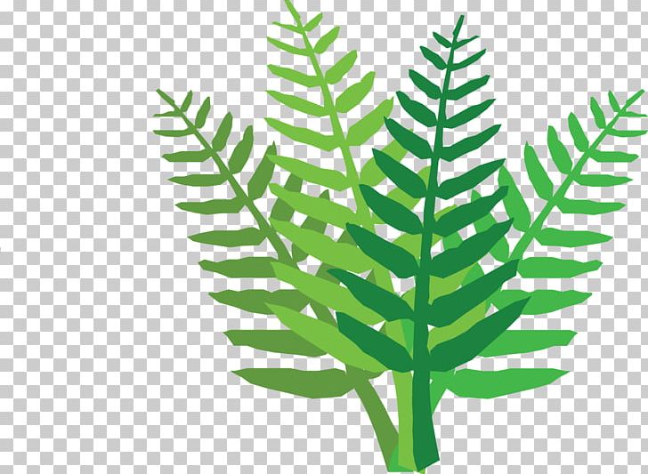 Vascular Plant Eco Birds Bird Control Fern PNG, Clipart, Bird, Bird Control, Congress, Eco Birds, Fern Free PNG Download