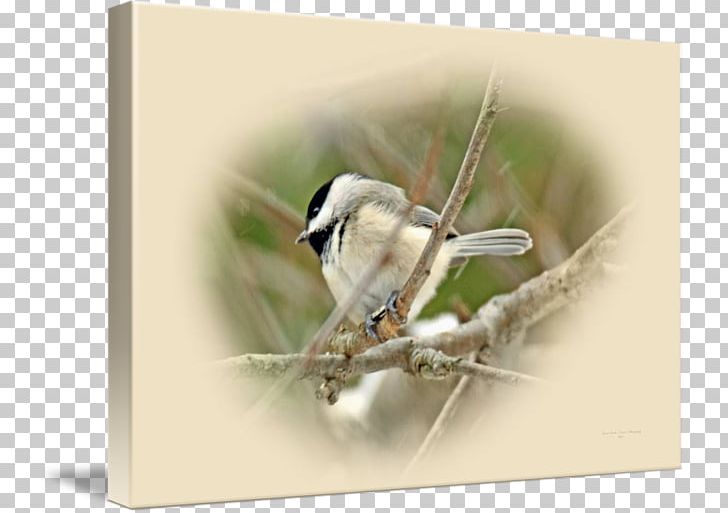 Finches Wren Insect Fauna Beak PNG, Clipart, Animals, Beak, Bird, Chickadee, Fauna Free PNG Download