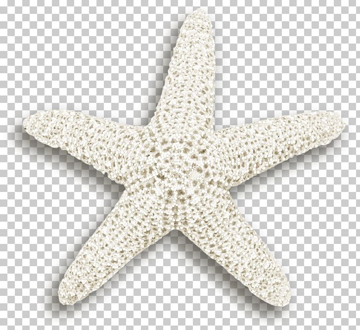 Starfish Euclidean Plant PNG, Clipart, Animals, Aquatic, Aquatic Animal, Aquatic Plant, Beautiful Starfish Free PNG Download