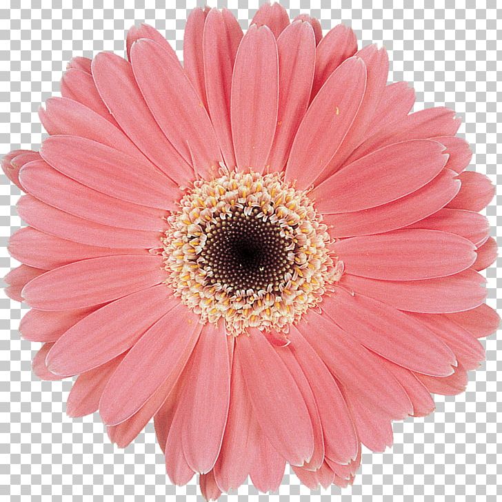 Transvaal Daisy Common Daisy Cut Flowers PNG, Clipart, Aster, Asterales, Chrysanthemum, Chrysanths, Daisy Free PNG Download