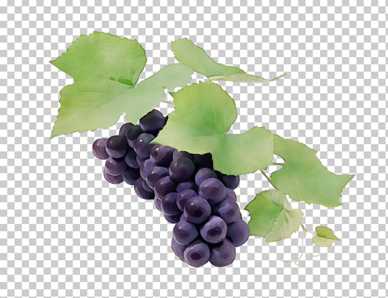 Sultana Seedless Fruit Grape Leaves Grapevines PNG, Clipart, Biology, Childrens Film, Common Grape Vine, Family, Fruit Free PNG Download