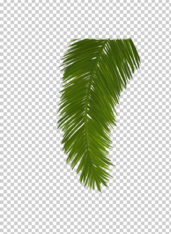 Asian Palmyra Palm Leaf Plant Stem Borassus PNG, Clipart, Arecales, Asian Palmyra Palm, Borassus, Borassus Flabellifer, Hand Made Free PNG Download