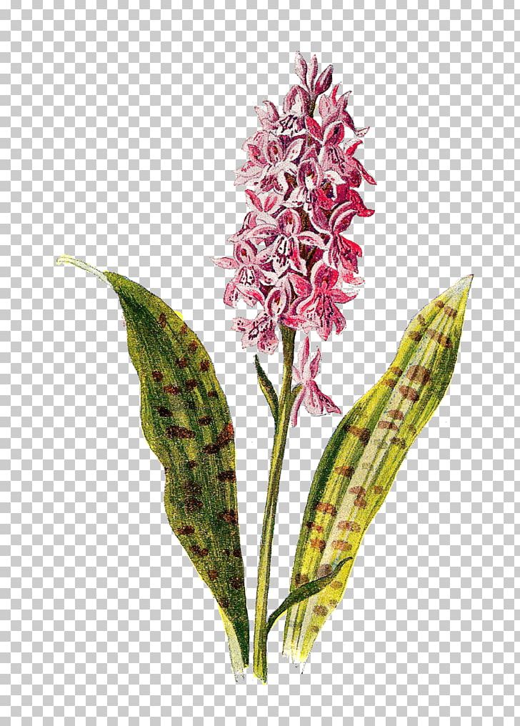 Flower Orchids Botany Flora PNG, Clipart, Antique, Botanical Illustration, Botany, Dactylorhiza Fuchsii, Flora Free PNG Download