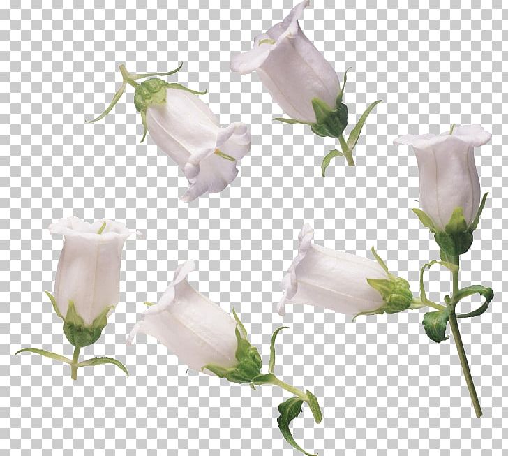 Garden Roses Petal Cut Flowers PNG, Clipart, Arum, Bellflower Family, Bluebell, Bud, Cut Flowers Free PNG Download