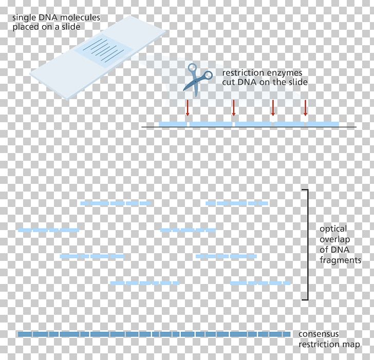Optical Mapping Restriction Enzyme DNA Gene Mapping Genome PNG, Clipart, Angle, Area, Biology, Brand, Diagram Free PNG Download