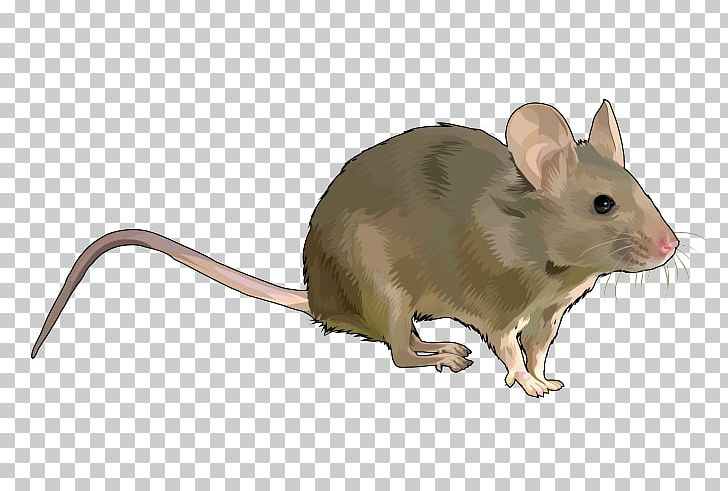 Rat Rodent House Mouse Wood Mouse Gerbil PNG, Clipart, Computer Mouse, Dormouse, Drawing, Fauna, Gerbil Free PNG Download