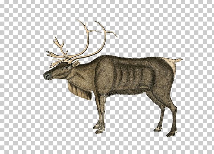 Reindeer Rudolph Santa Claus Christmas PNG, Clipart, Antler, Cartoon, Cattle Like Mammal, Christmas, Christmas Card Free PNG Download