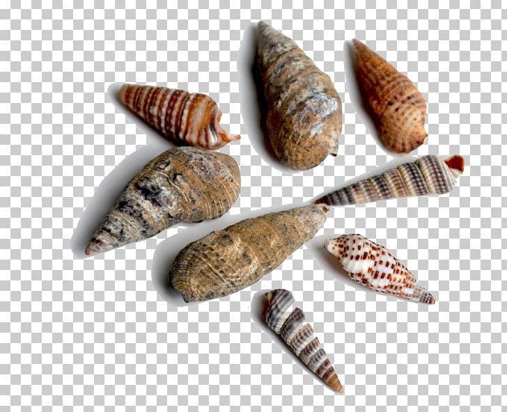 Seashell Bivalvia Conchology Fossil Sea Snail PNG, Clipart, Animals, Bivalvia, Clams Oysters Mussels And Scallops, Conch, Conchology Free PNG Download