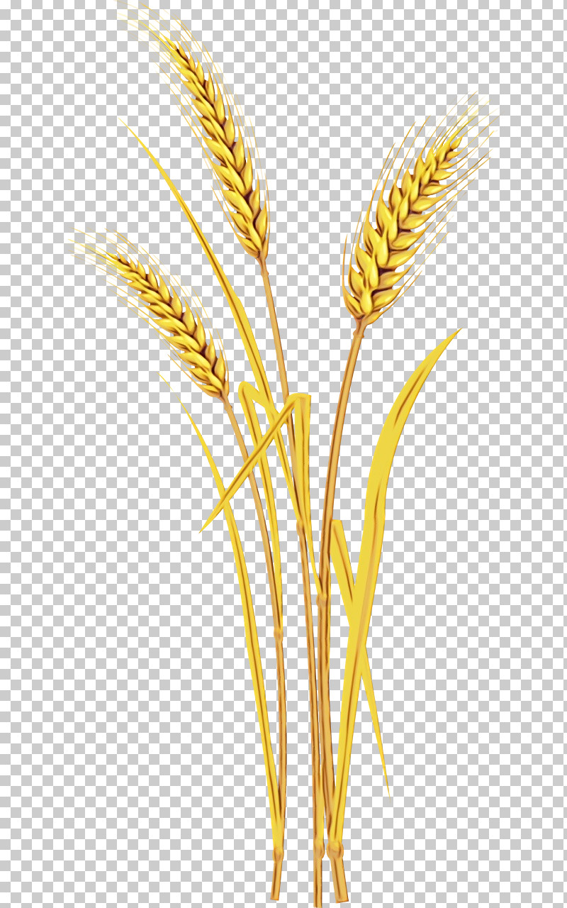Wheat PNG, Clipart, Barley, Cereal, Cereal Germ, Commodity, Durum Free PNG Download
