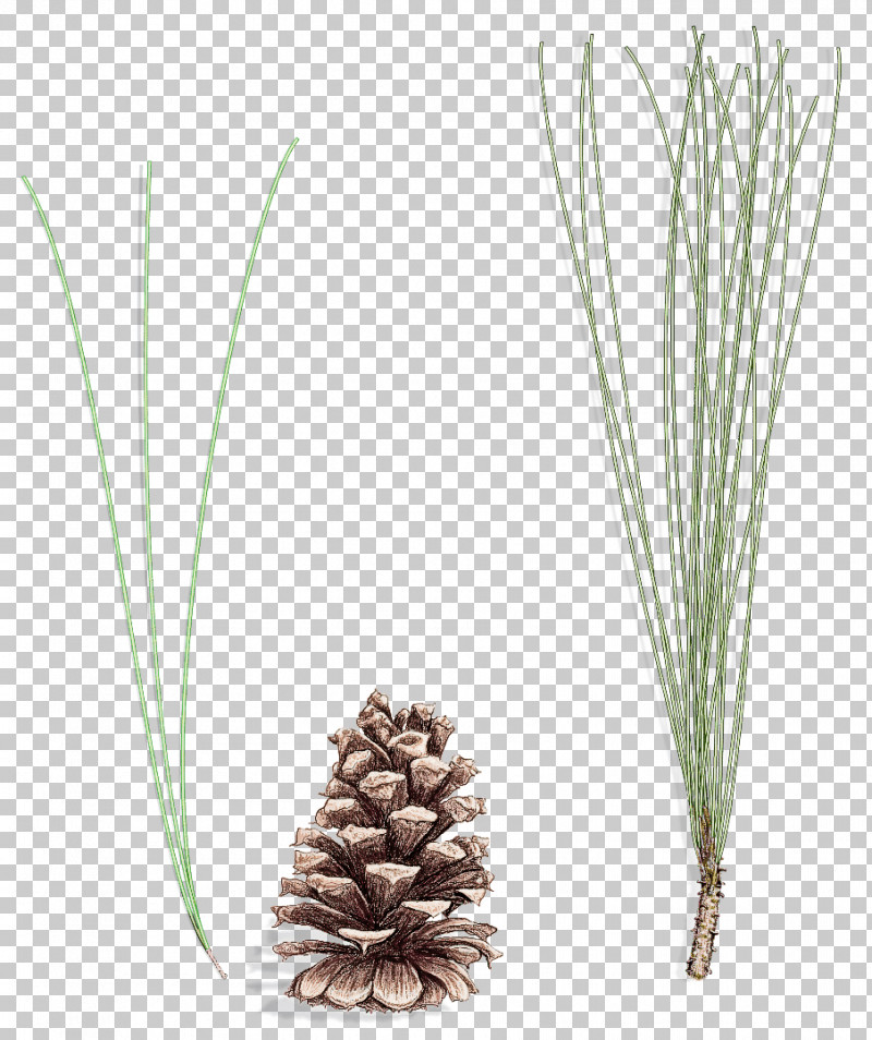 White Pine Red Pine Sugar Pine Shortstraw Pine Lodgepole Pine PNG, Clipart, American Larch, American Pitch Pine, Conifer, Flower, Georgia Pine Free PNG Download