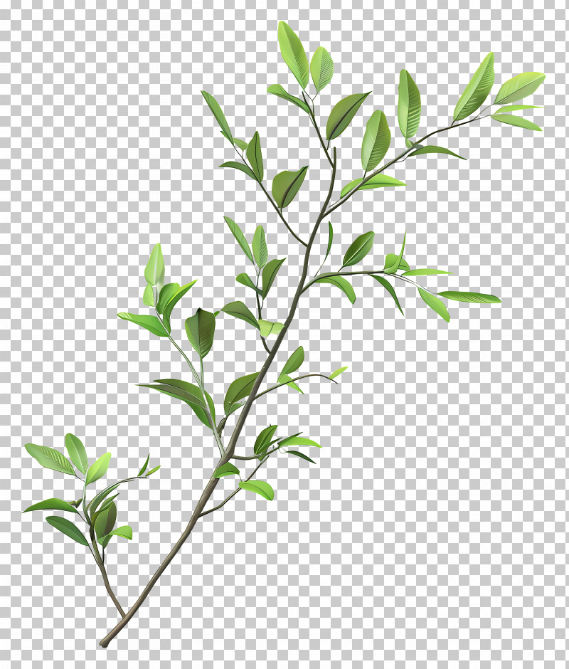 A Twig - Green Plant With Leaves PNG