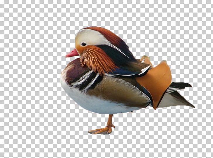 Mandarin Duck Yuenyeung Bird Little Yellow Duck Project PNG, Clipart, 3d Animation, Animal, Animals, Animation, Anime Character Free PNG Download
