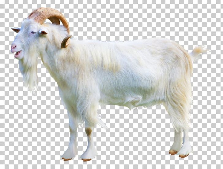 Sheep–goat Hybrid Cattle Ahuntz Sheep–goat Hybrid PNG, Clipart, Ahuntz, Animal Figure, Animal Husbandry, Animals, Bouc Free PNG Download