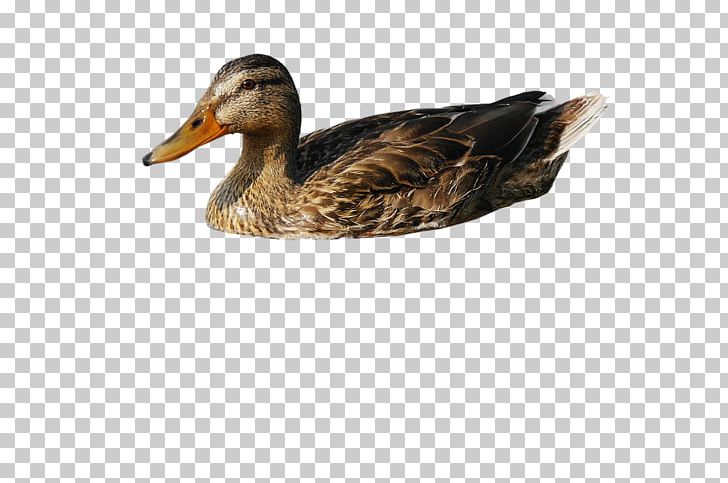 American Pekin Duck Mallard PNG, Clipart, American Pekin, Animals, Beak, Bird, Cifra Club Free PNG Download