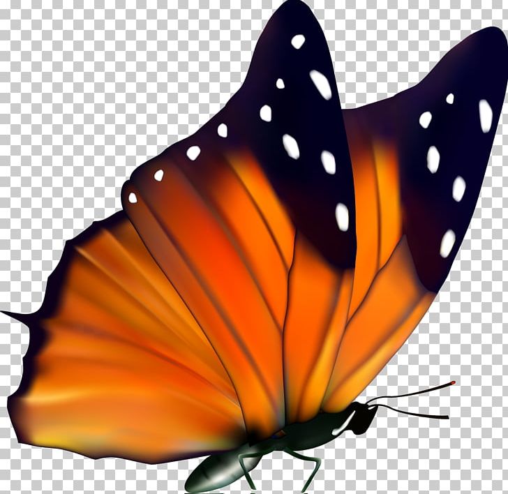 Butterfly Insect Desktop PNG, Clipart, Arthropod, Birdwing, Brush Footed Butterfly, Butterflies And Moths, Butterfly Free PNG Download
